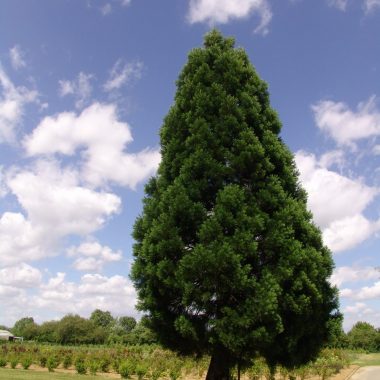 Visite guidée de la Pépinière du Val-de-Marne