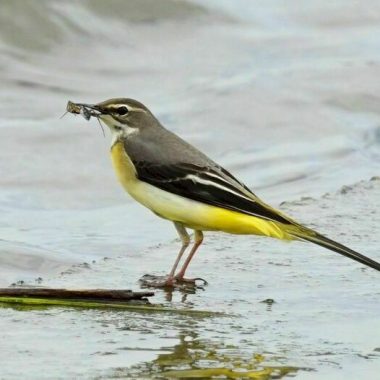 DÉCOUVERTE DES OISEAUX DU LAC DE CRÉTEIL