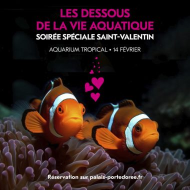 Les dessous de la vie aquatique, soirée Saint-Valentin à l’Aquarium Tropical