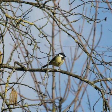 Balade nature : sortie ornithologique sur les bords de Marne