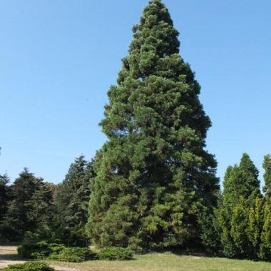 L’arboretum se dévoile