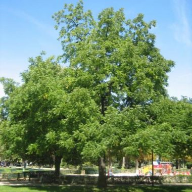 Le jardin du Ranelagh et ses alentours