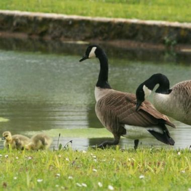 Les secrets des animaux du domaine de  Grosbois