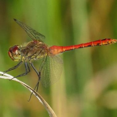 Observation des libellules et autres insectes au Bois de Vincennes