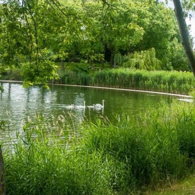 Sortie Nature LPO – DECOUVERTE des Oiseaux du Lac de Créteil