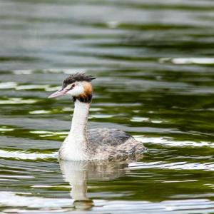 Sortie Nature LPO – Observation des Oiseaux du Lac de Créteil