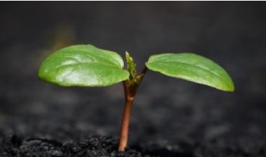 Journées Scientifiques de l’Environnement