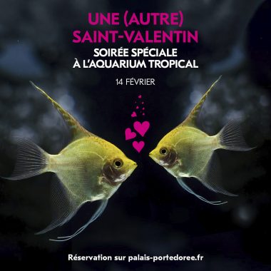 Une (autre) Saint-Valentin à l’Aquarium Tropical