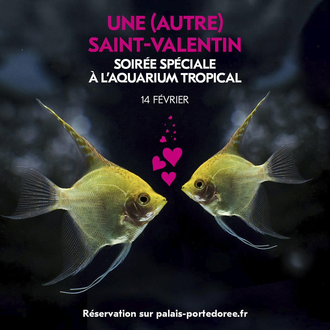 Une (autre) Saint-Valentin à l